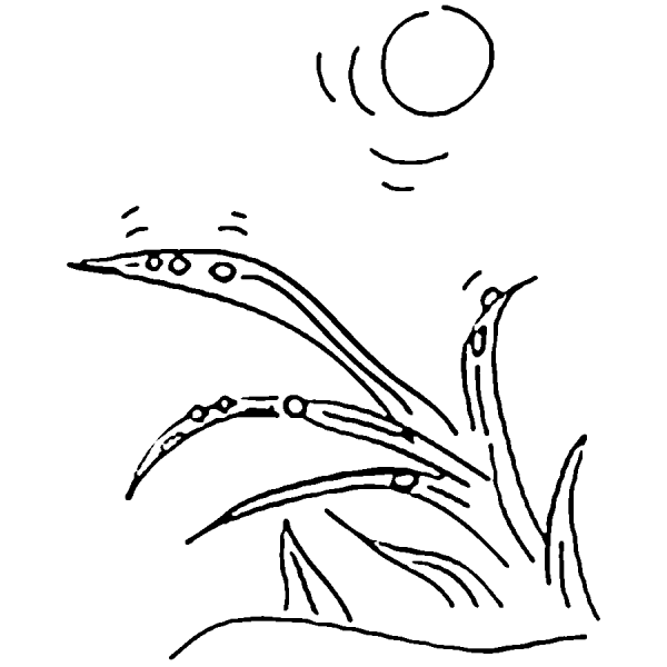 Раскраска роса на траве для детей