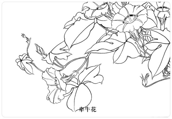 Гунби Вьюнок контур