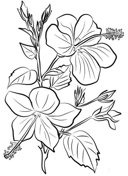 Контур цветов