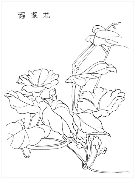 Гунби Вьюнок