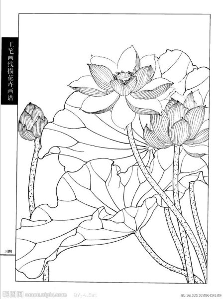 Лотос гунби контуры