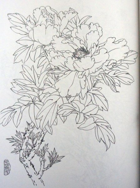 Пионы гунби контуры