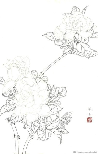 Пионы гунби контуры