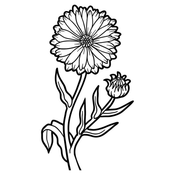 Календула ноготкиразуркашка