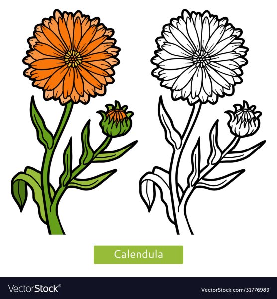 Календула раскраска для детей