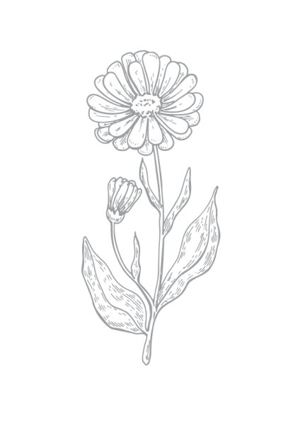 Календула раскраска