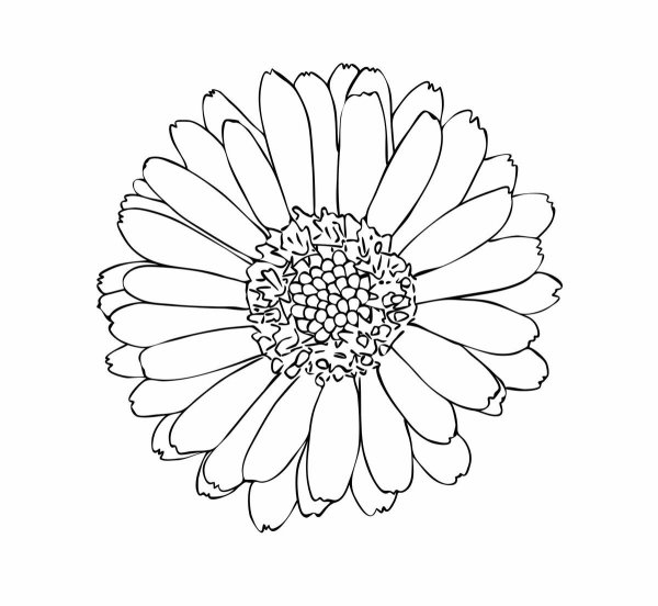 Контур герберы