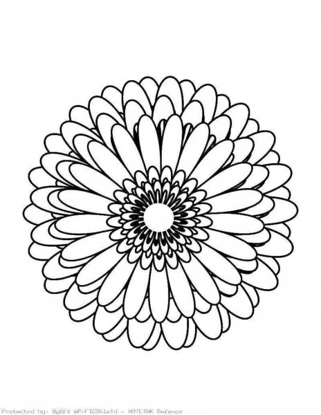 Маргаритки раскраска для детей