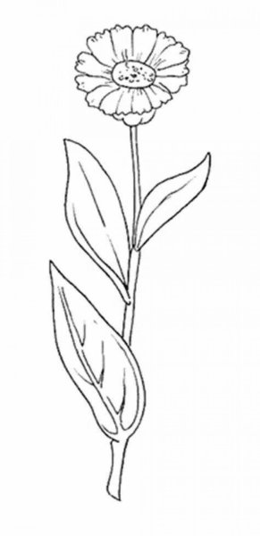 Календула для раскрашивания