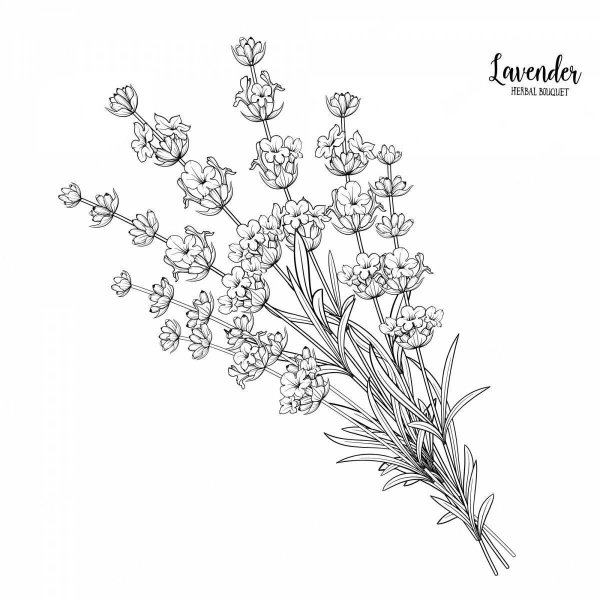 Букет лаванды раскраска