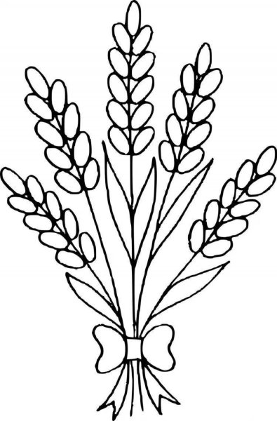 Лаванда раскраска