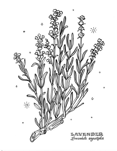 Лаванда раскраска