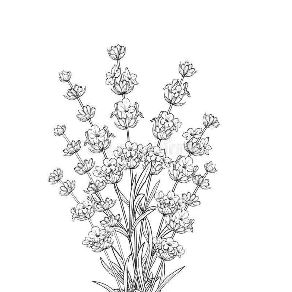 Раскраска цветы Лаванда