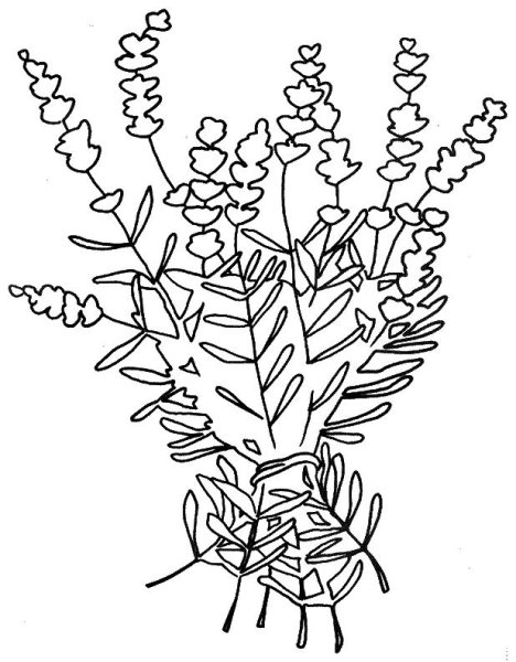 Раскраска цветы Лаванда