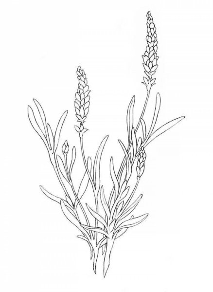 Лаванда карандашом