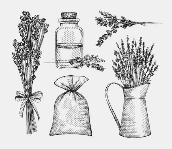 Лаванда рисунок