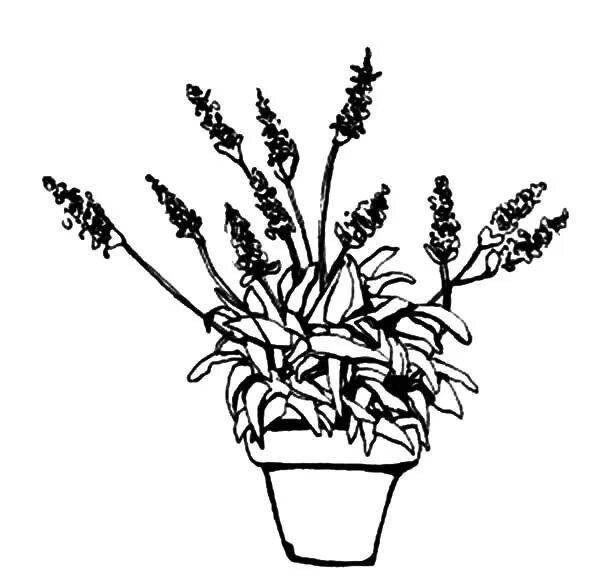 Лаванда в горшке раскраска