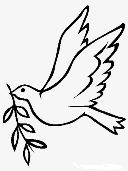 Голубь мира раскраска