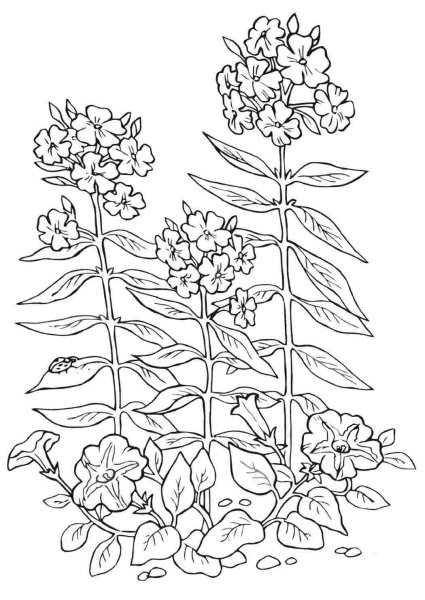 Раскраска цветы на клумбе