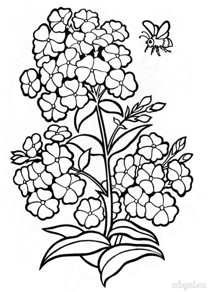 Флоксы цветы