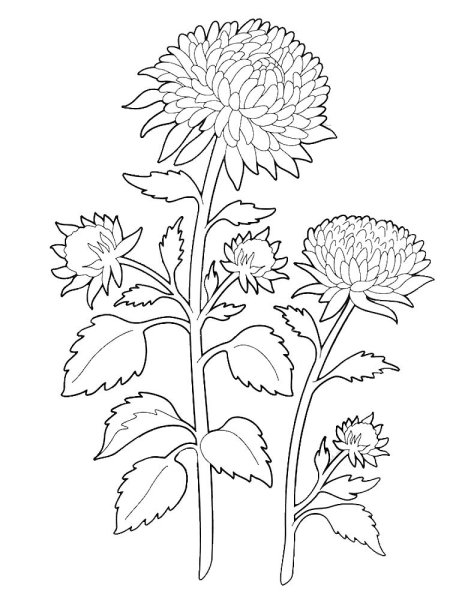 Астра раскраска