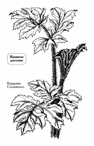 Нарисовать ядовитое растение борщевик
