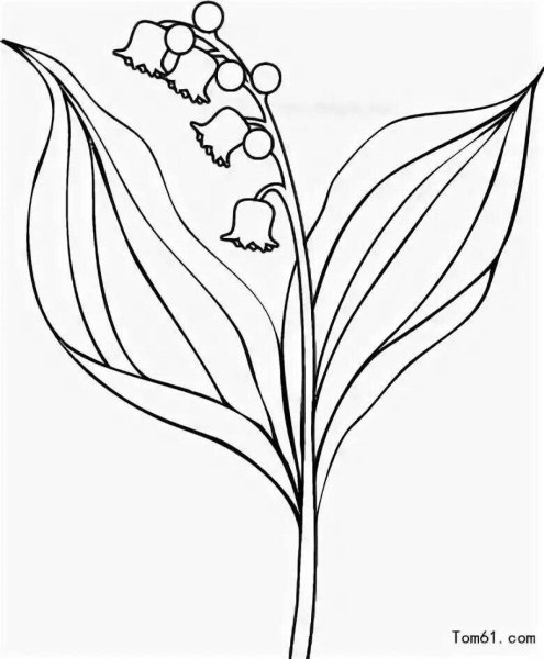 Ландыш Майский