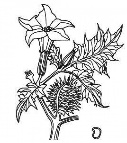 Дурман обыкновенный чб