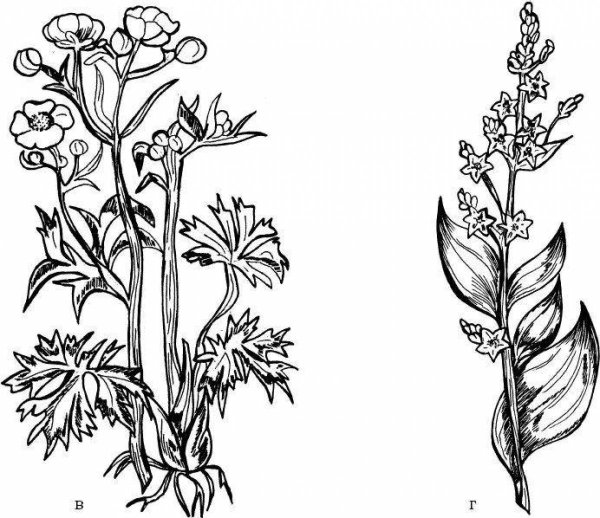 Лютик едкий куриная слепота
