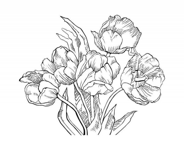 Тюльпан эскиз