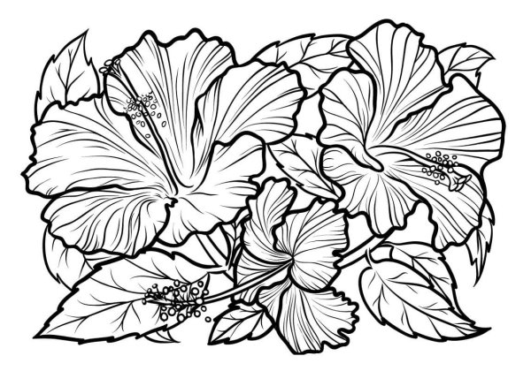 Бегония раскраска