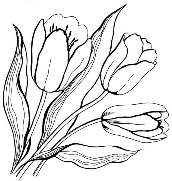 Тюльпан раскраска