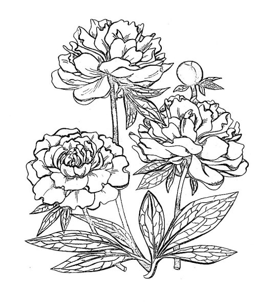 Пион тонколистный рисунок карандашом