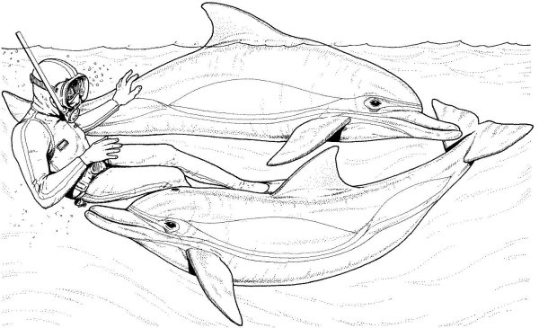 Раскраска Дельфин