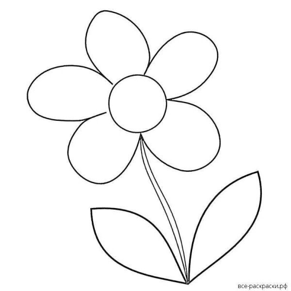 Раскраска цветок Ромашка