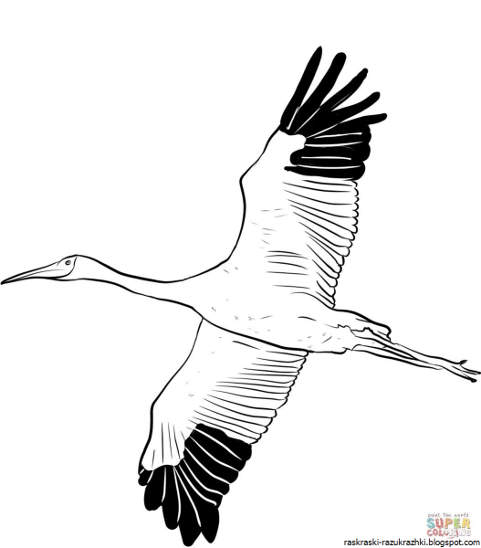 Журавль рисунок