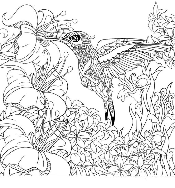 Колибри раскраска