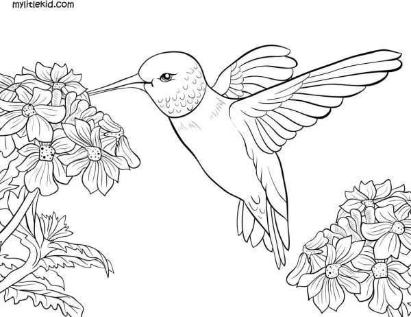 Раскраска Колибри на цветке