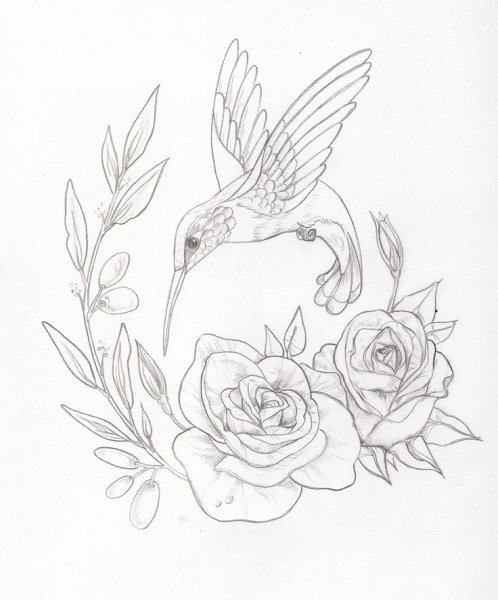 Раскраска Колибри на цветке