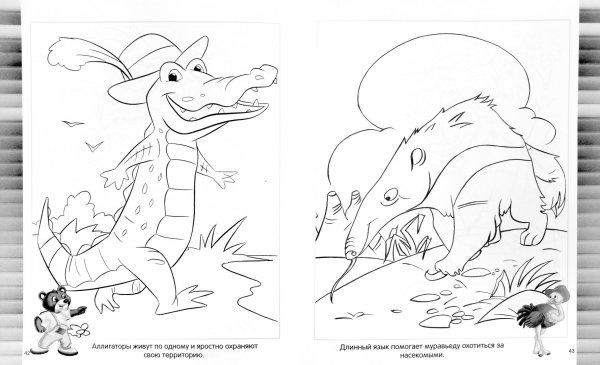 Раскраски. Животные