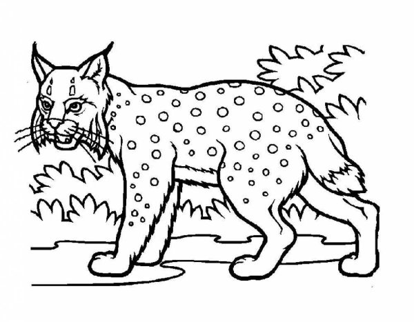 Рысь раскраска