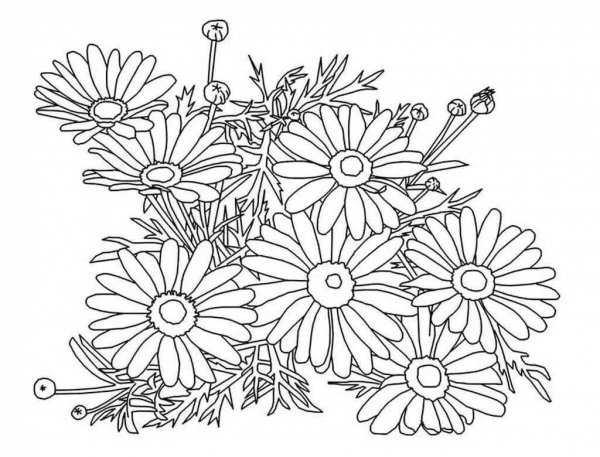 Букет полевых цветов раскраска