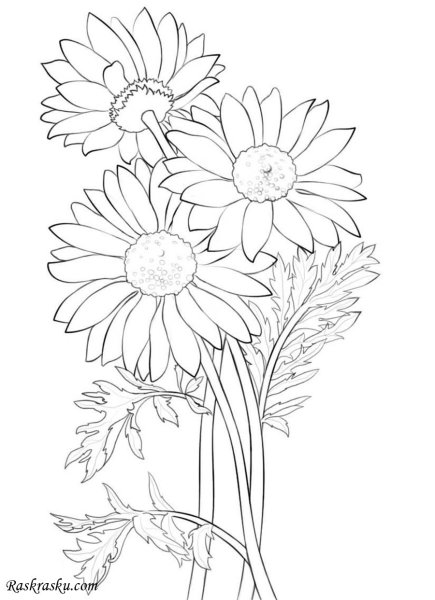 Раскраска цветок Ромашка