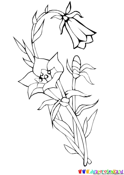 Раскраска колокольчик цветок