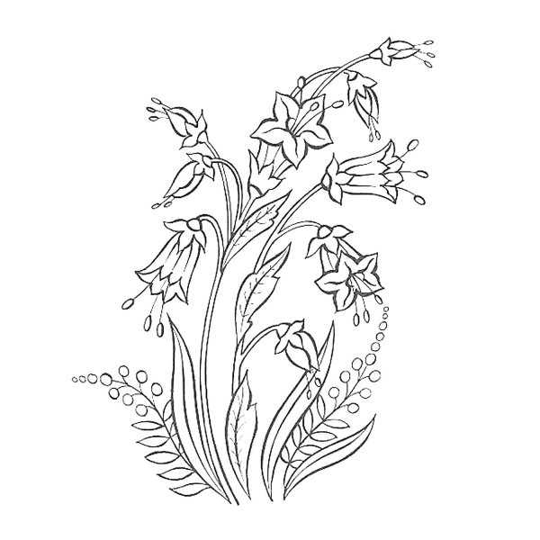 Раскраска цветов колокольчик