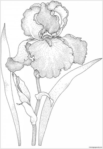 Касатик Сибирский (Ирис) раскраска