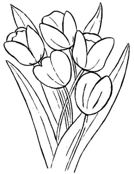 Букет тюльпанов раскраска
