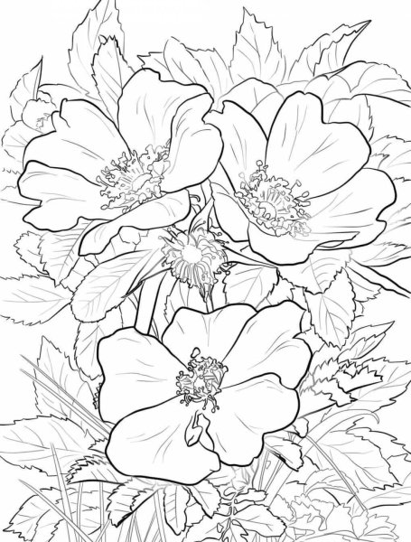 Картина цветов для раскрашивания