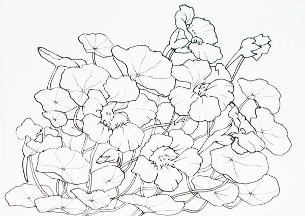 Шаблоны цветов для рисования акварелью