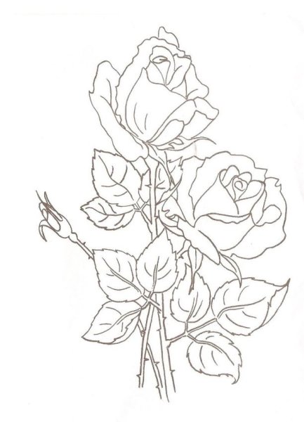 Контур розы для раскрашивания акварелью